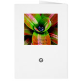 Bromeliad heart cards (Back)