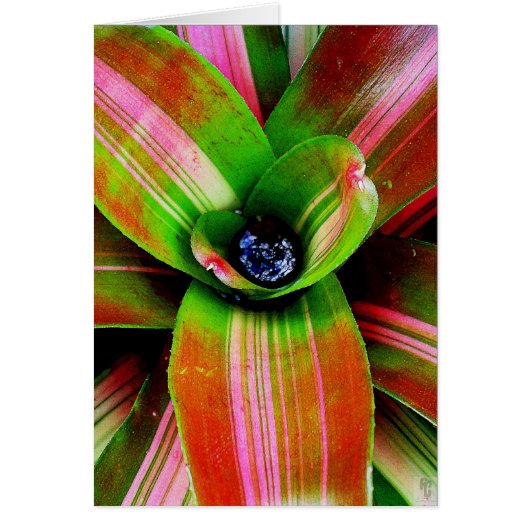 Bromeliad heart cards (Front)