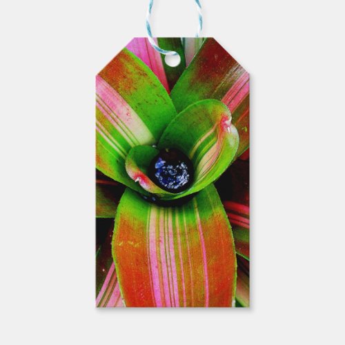 Bromeliad heart macro photography gift tags