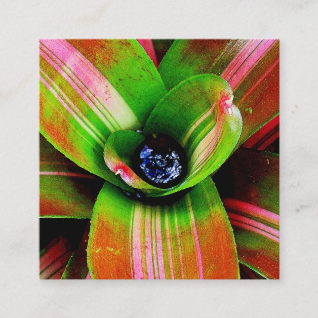 Bromeliad heart macro photography square business card (Front)