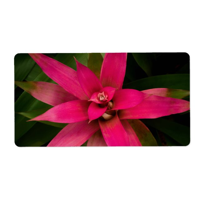 Bromeliad in Bloom Label (Front)