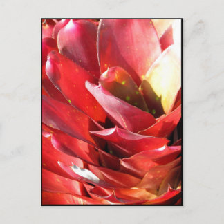 Bromeliad Postcard