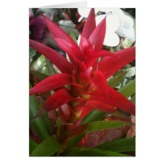 Bromeliad, red cards