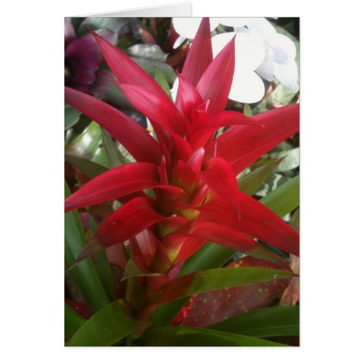 Bromeliad, red cards (Front)