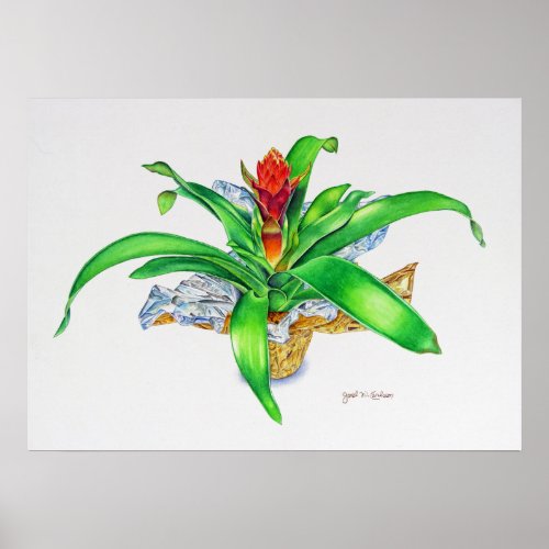 Bromeliad Watercolor Poster