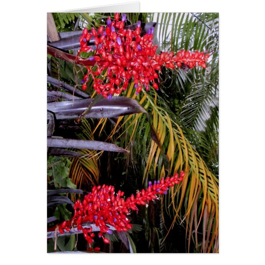 Bromeliads and palms card