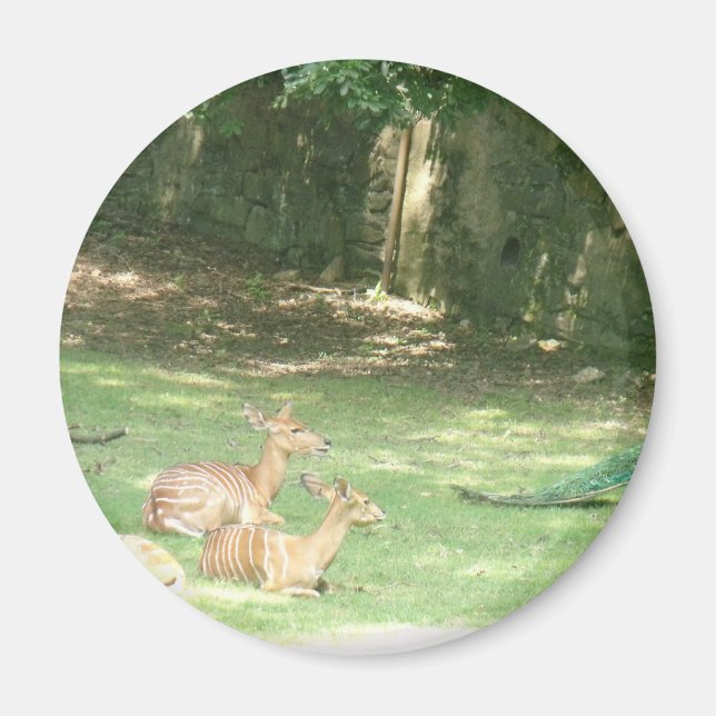 Bronx Zoo  Image Magnet (Front)