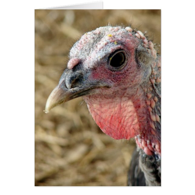 Bronze Turkey Cards (Front)
