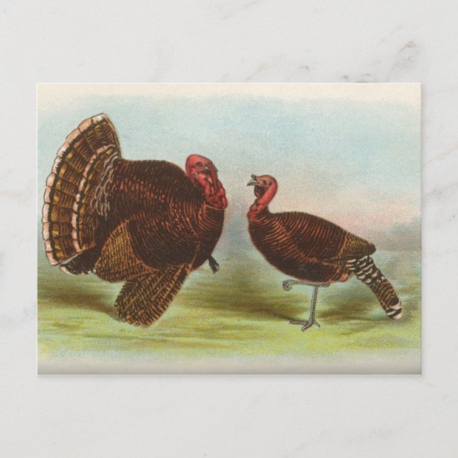 Bronze Turkeys Postcard (Front)