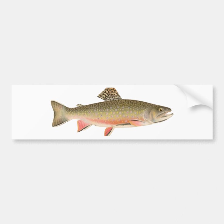 Brook Trout Art Bumper Sticker Zazzle