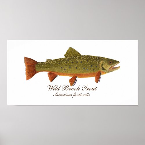 Brook Trout Art Poster