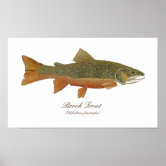 Vintage Brook Trout Fish Fisherman, Sports Fishing Postcard, Zazzle