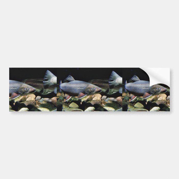 Brook trout bumper stickers