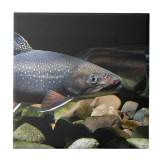 Brook Trout Ceramic Tile