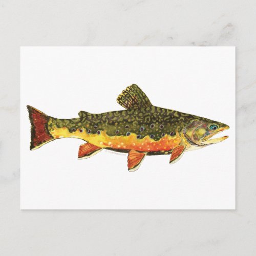Brook Trout Fish Painting Postcard