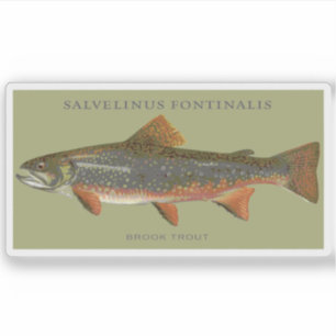 Brook Trout Fishing Sticker
