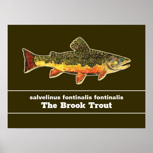 Brook Trout Fly Fishing Latin Name Ichthyology Poster