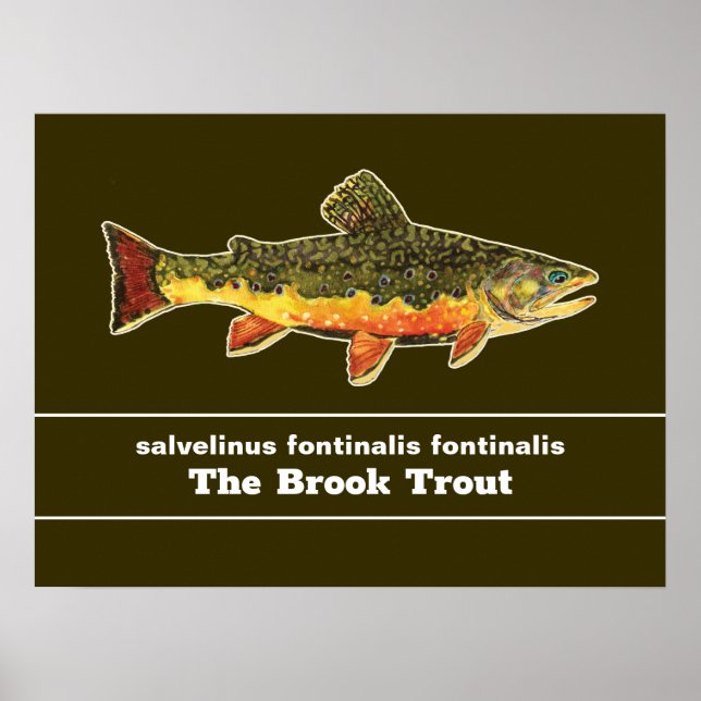 Brook Trout Fly Fishing Latin Name Ichthyology Poster (Front)