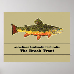 Brook Trout Fly Fishing Latin Name Ichthyology Poster