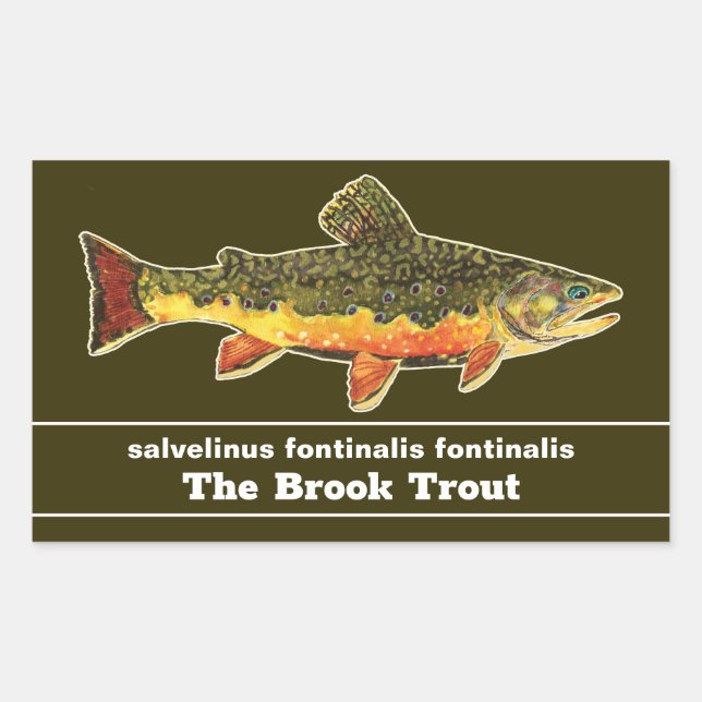 Brook Trout Fly Fishing Latin Name Ichthyology Rectangular Sticker (Front)