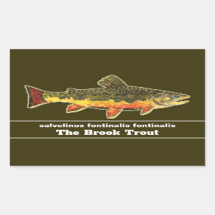 Brook Trout Fly Fishing Latin Name Ichthyology Rectangular Sticker