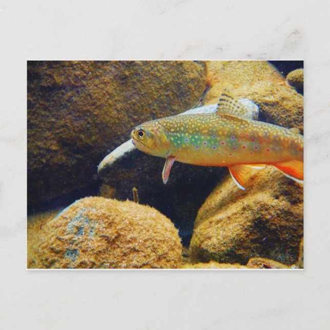 Brook Trout Postcard (Front)