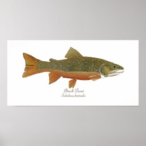 Brook Trout Poster