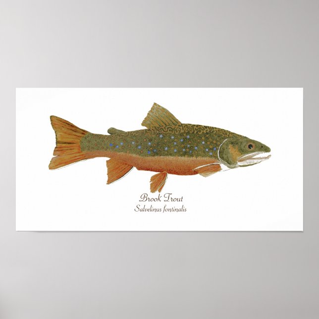 Brook Trout Poster (Front)