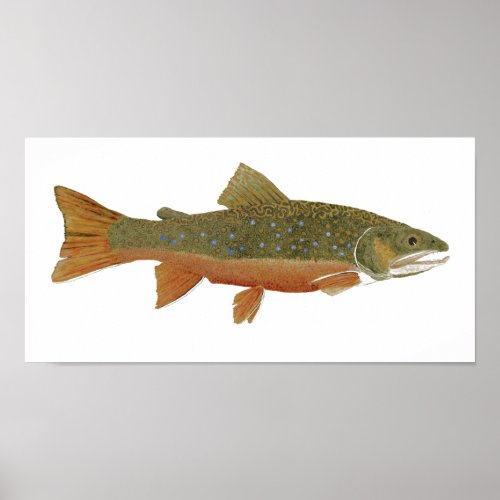 Brook Trout Poster