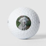 Brooklyn The Weimaraner Dog - Golf Balls at Zazzle