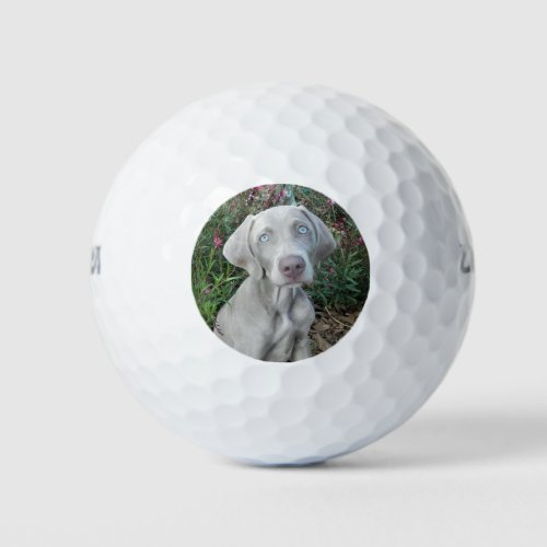 Brooklyn the Weimaraner Dog _ Golf Balls