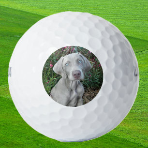 Brooklyn the Weimaraner Dog - Golf Balls