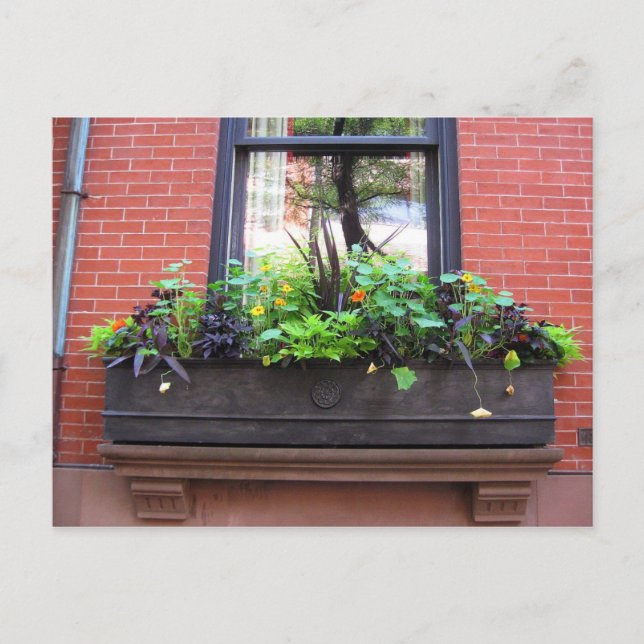 Brooklyn Window Postcard (Front)