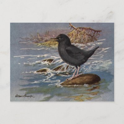 Brooks&#39; American Dipper Postcard