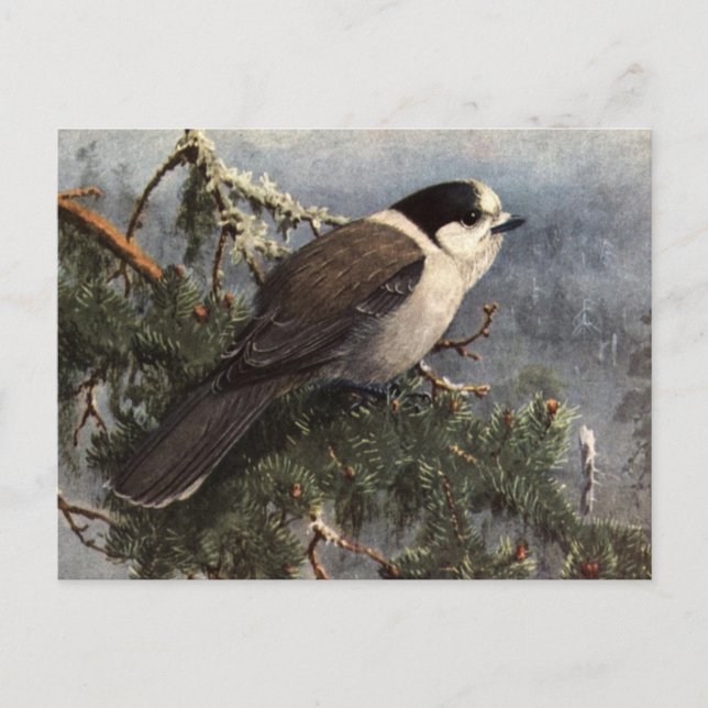 Brooks' Gray Jay in pine Postcard (Front)