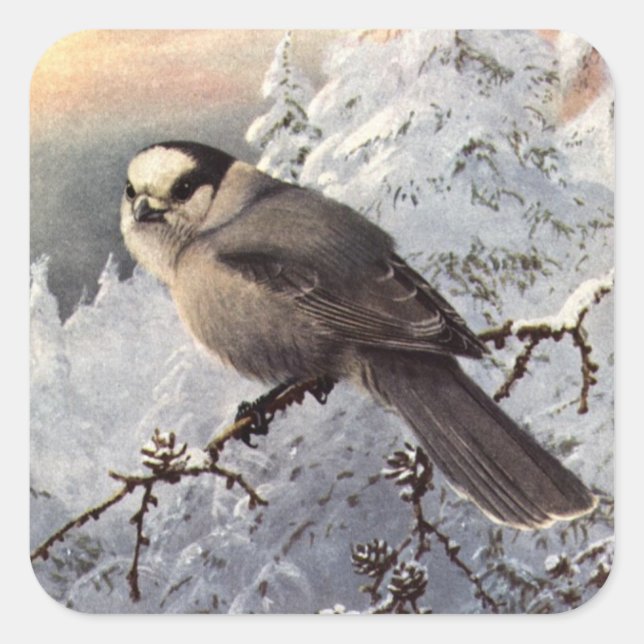 Brooks' Gray Jay in snow Square Sticker (Front)