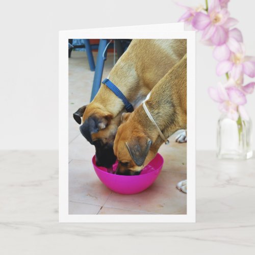 Brother and Sister Drinking Together Dog Portrait Card