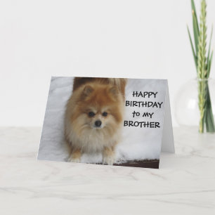 "BROTHER" HAPPY BIRTHDAY SAYS THE POMERANIAN CARD