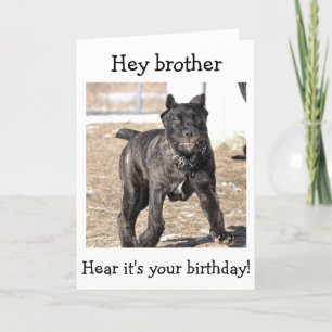 BROTHER-ITALIAN CANE CORSO-"HAPPY BIRTHDAY TO YOU CARD