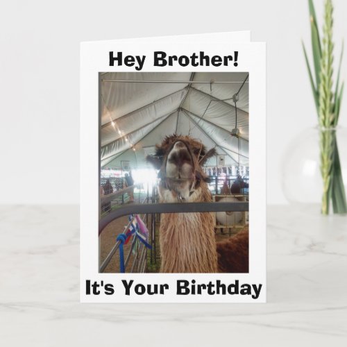 BROTHER LLAMA HUMOR ON YOUR BIRTHDAY CARD