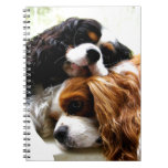 Brothers Cavaliers Notebook at Zazzle