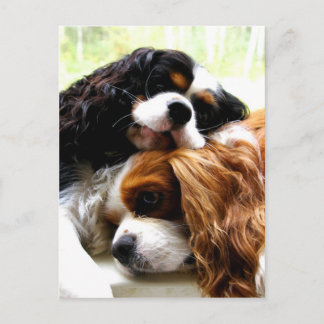 Brothers Cavaliers Postcard