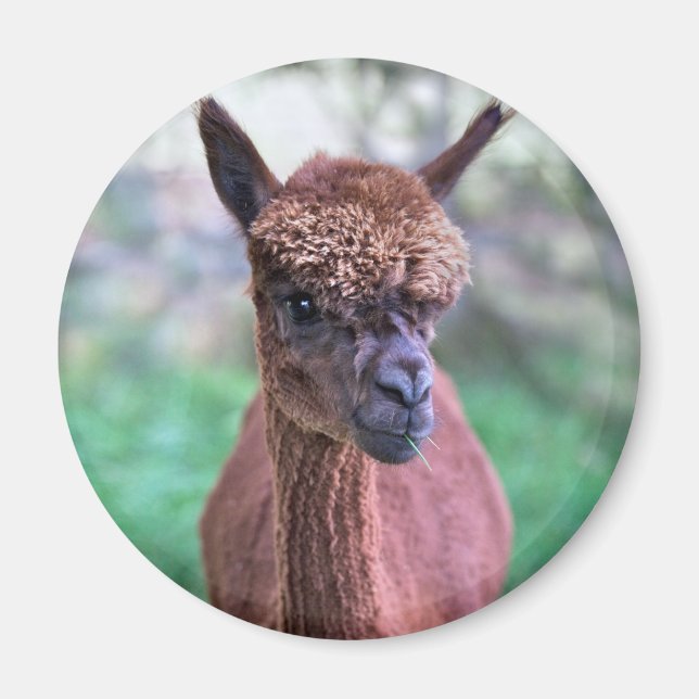 Brown Alpaca Magnet (Front)