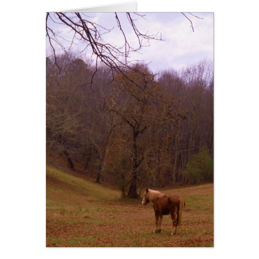 Brown and Blond Horse in a field (Front)
