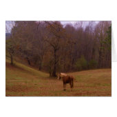 Brown and Blond Horse in a field (Front Horizontal)