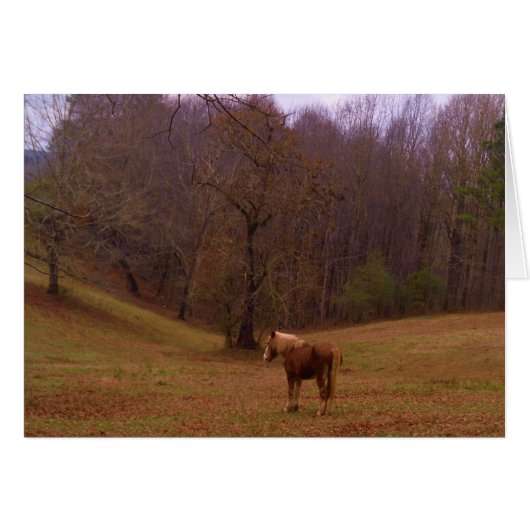 Brown and Blond Horse in a field (Front Horizontal)