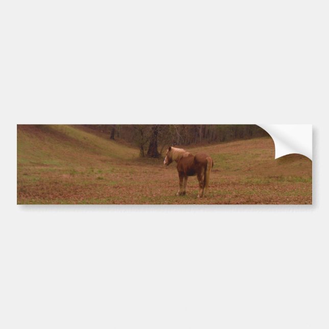 Brown and Blond Horse in a field Bumper Sticker (Front)