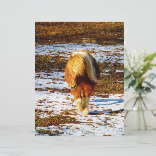 Brown and cream miniature horse in the snow. (Standing Front)