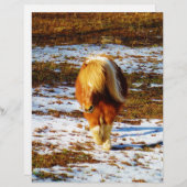 Brown and cream miniature horse in the snow. (Front/Back)
