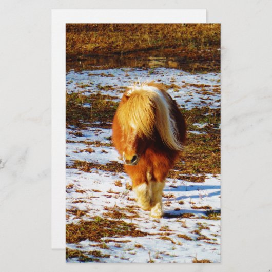 Brown and cream miniature horse in the snow. (Front/Back)